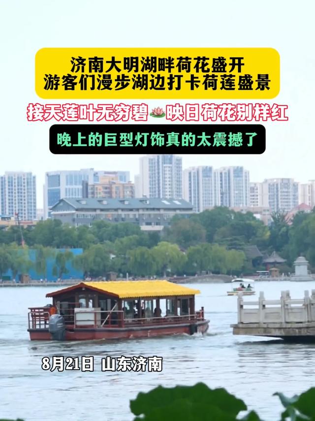大明湖的荷花凭什么治愈了所有人?这答案藏在济南人的夏天里