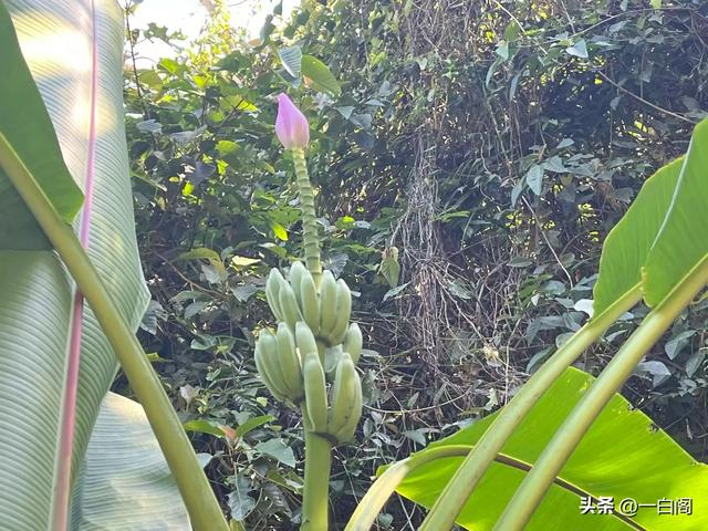 蓝色泻湖之时光跳跃