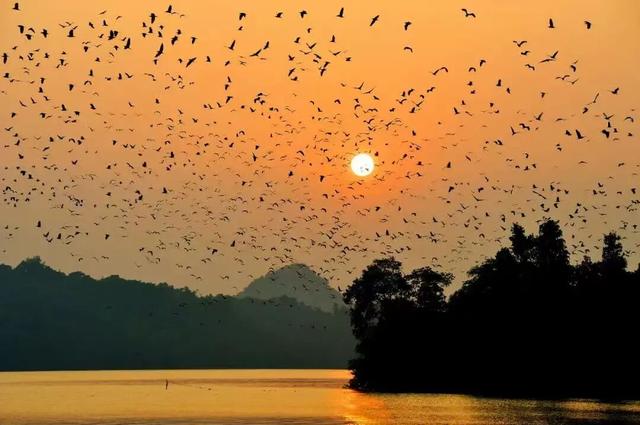 万鸟归巢的胜景，在肇庆也能看到！