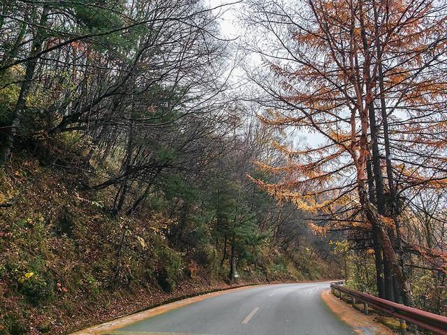 2024深秋四川行19 神农架风景区2 华中屋脊的五彩秘境