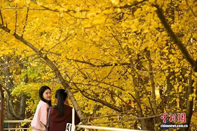 昆明街头“金色大片”已上线！你打卡了吗？