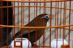 画眉鸟主要野生分布地，画眉鸟根据产地分不同类型图片