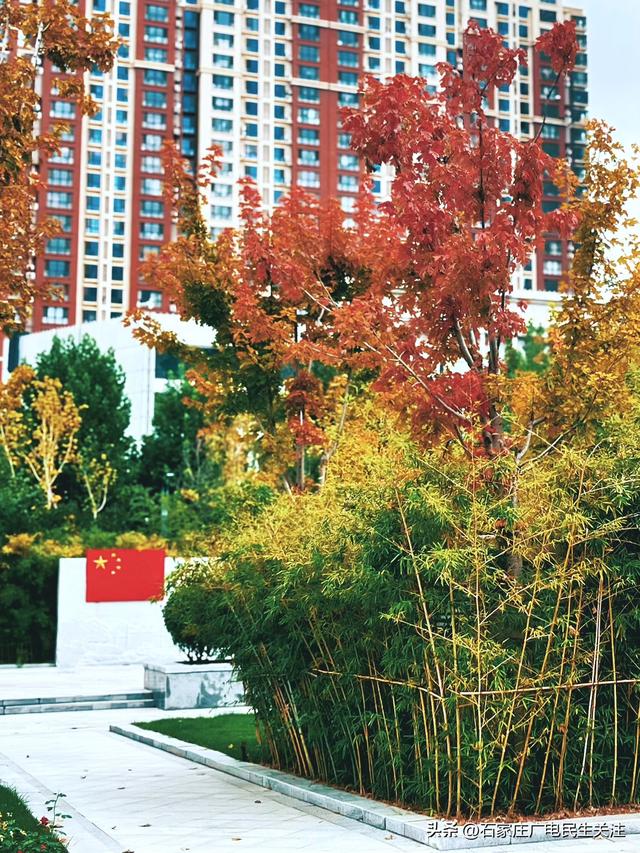 红叶知秋 赏景正当时石家庄公园广场红枫进入最佳观赏期