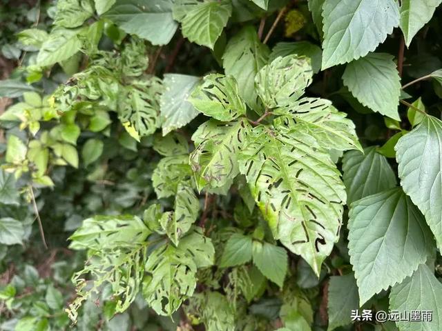 周末徒步，爬西山、走千步岩、过东风坝，我们在山水间快乐行走