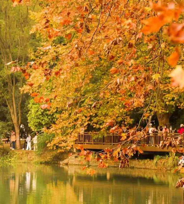 秋末冬初 | 漫步花溪黄金大道，坠入自然挥就的鎏金幻梦！