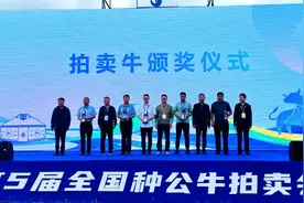 牛！高台一头西门塔尔种公牛卖出30万元高价!图片