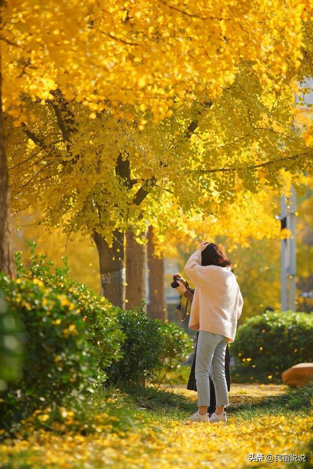 郑州用600株银杏带你迎接“醉”美的秋天