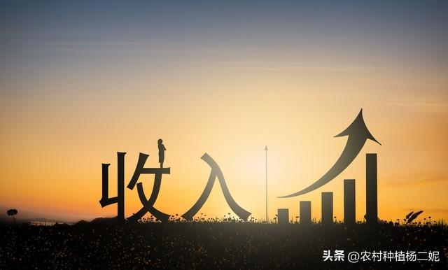 一亩地，能产生多少收入？