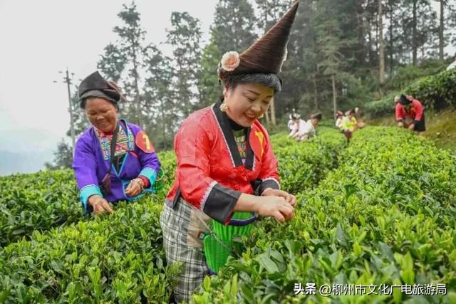 秋游柳州，不止螺蛳粉！国庆中秋“扎进”融水的苗山月色里
