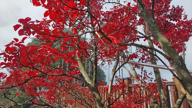 安康南宫山：五彩秋色惹人醉