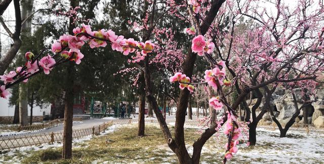 北京大观园“梅花”提早绽放 古风新春景致惊艳亮相