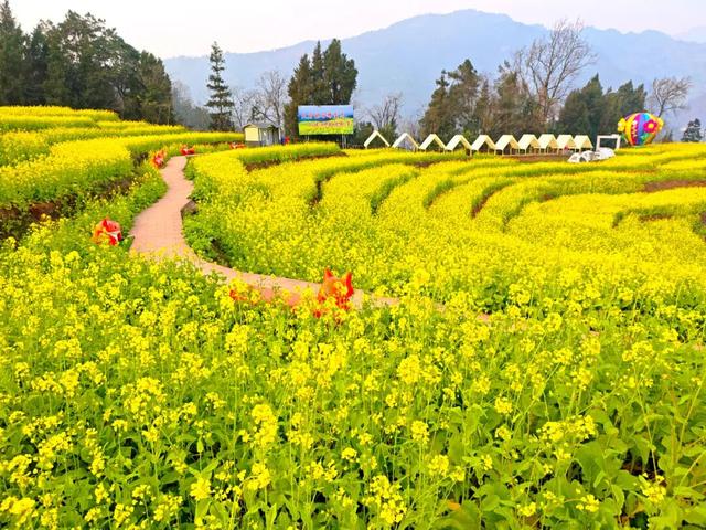快乐值拉满！1月17日，来屏山赏油菜花海、免费吃彝家刨汤宴……