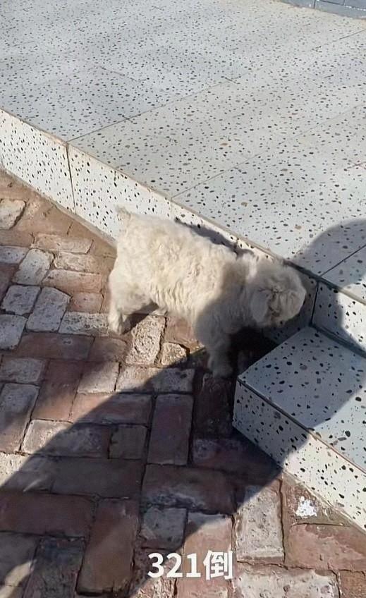 宁夏装死小羊晕倒原因揭底，小孩衣服成重要线索，真相太心酸