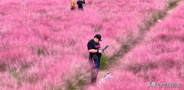 好客山东好品山东｜快看！山东的秋天是粉色的