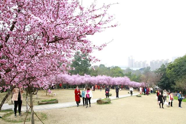 超值！植物园这片美人梅开men了