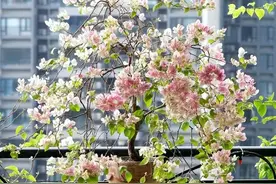 “阳台栽5树，子孙辈辈富”，这5树指啥？看看你家有吗？图片
