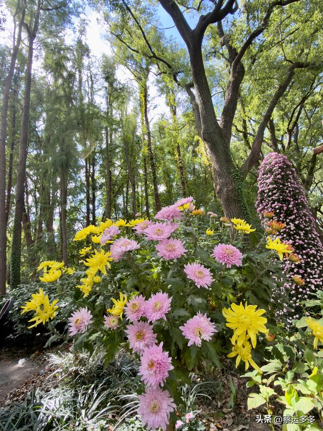 重阳节，上海赏秋之美