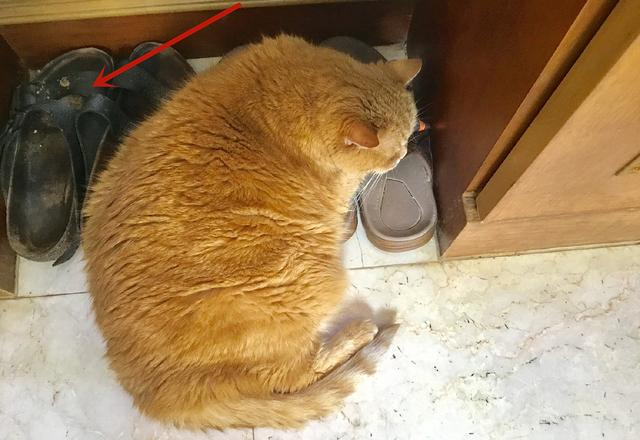 看了郭碧婷父女的开支，才懂豪门儿媳有多难