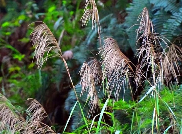四川旅游：难忘宜宾长宁热气球赛采风行(图)