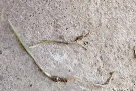 直播水稻没打封闭，稗草已出苗怎么办？尽早使用连封带杀方案图片