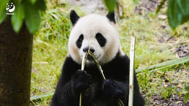 5折!免费!成都10大A级景区最新福利出炉!
