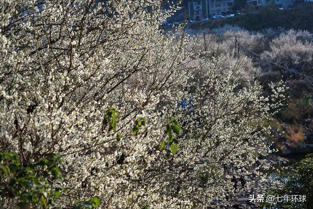 南方人有自己的雪：永泰赏梅指南