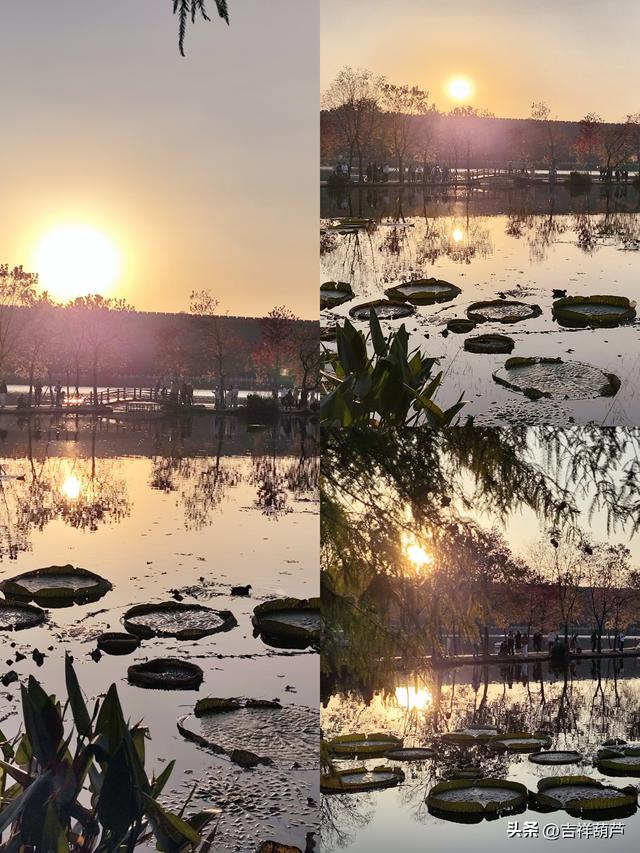 初冬‖钟山前湖月牙堤的日落，美的人移不开眼，停不下手拍摄！