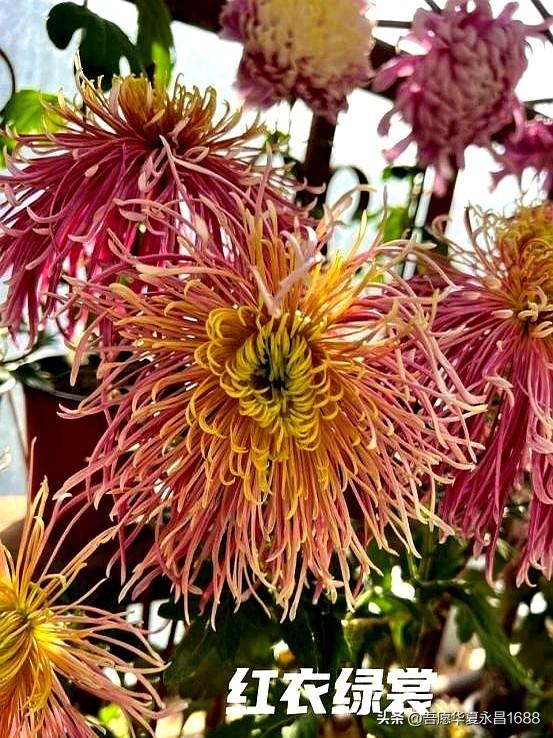 阴花不能进阳宅。这5种花“打死”也不养，家里若有？快挪走！