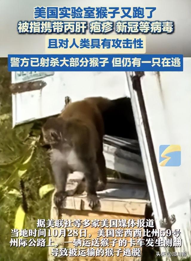美国又泄露病毒？有3只实验猴逃跑	，携带新冠多种病毒，疑点重重