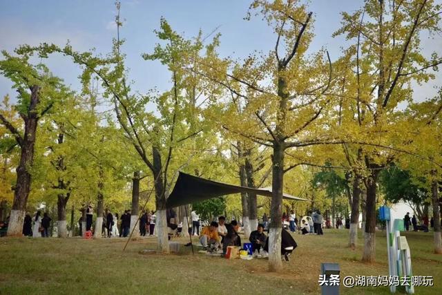 冬日遛娃就去长沙“济州岛”！水杉染红，芦苇摇浪，0元解锁 “橘子海” 日落