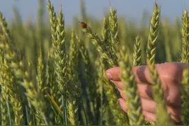 小麦灌浆期管理，打药已不是重点，补营养才是关键，切勿盲目管理图片