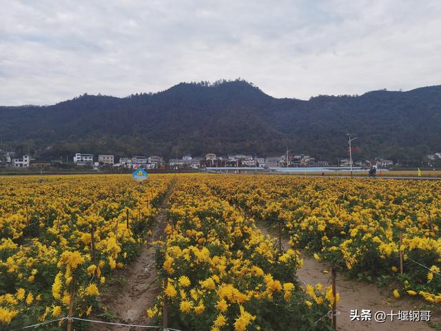 千年古麇，菊香五峰！十堰市郧阳区东峰村万亩菊花震撼盛开太美了