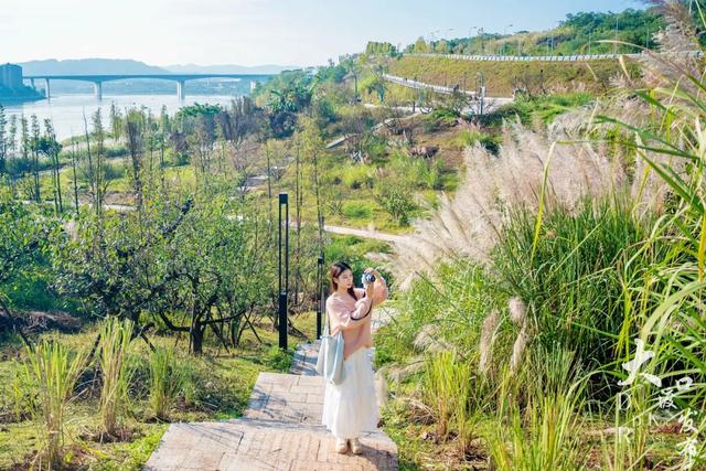 梦幻绝美!大渡口藏着一大片芦苇花海,现在去正好