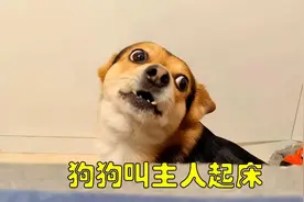 养狗久了才知道，狗一大早要“叫醒你”，是因为这些原因图片