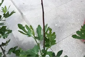 无花果的自我修复图片