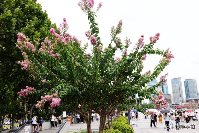 上海外滩观光平台紫薇花盛开，为都市增添一抹亮丽色彩