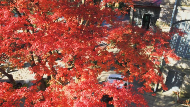 庐山景区开启2025年金秋赏枫季