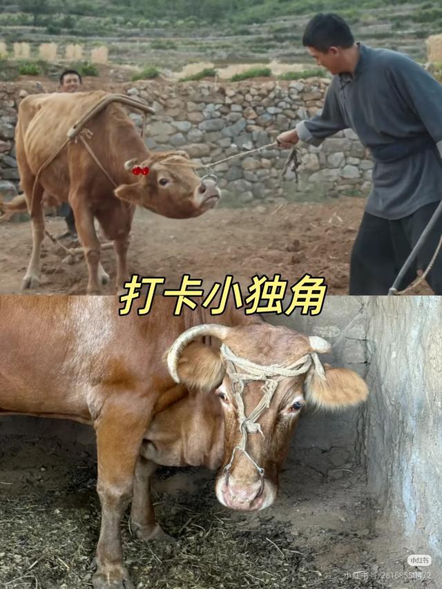 国庆邀约丨邂逅临沂，共赴一场金秋的红色与浪漫之约！