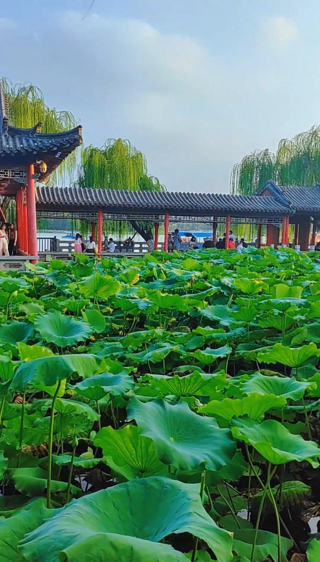 大明湖的荷花凭什么治愈了所有人?这答案藏在济南人的夏天里