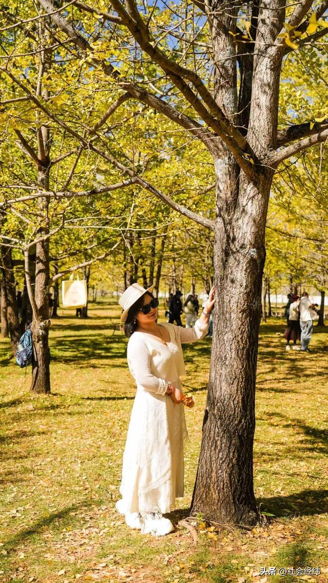 千年银杏染醉腾冲秋——走进“中国银杏第一村”