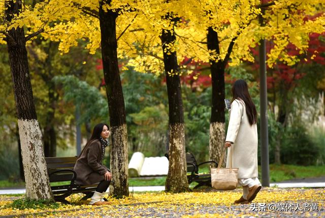 凉都六盘水银杏红叶点亮城市“金色童话”之约