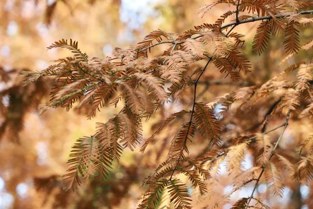 郫都水杉红了!抱着手机猛拍,被这限定美景狠狠惊艳