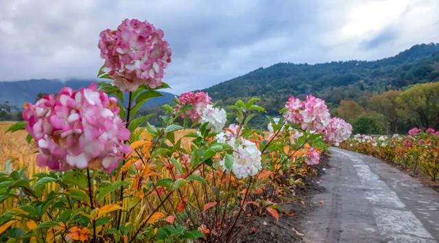宏村稻浪翻涌时，绣球正盛开 | 皖美秋日