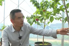 房县八里村做好产业文章，科技赋能让樱桃“长红”图片