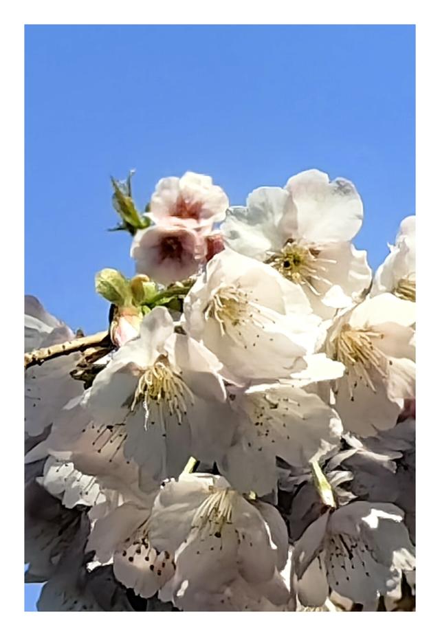 【夏云】早春三月，樱你而美——静安雕塑公园赏花记