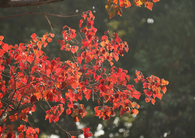 超出片！江阴这些地方“红了”！
