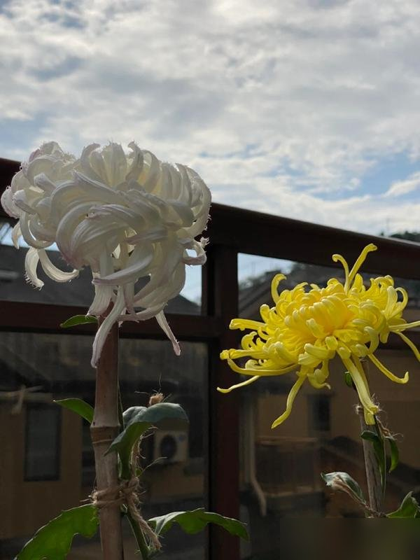 阴花不能进阳宅！这5种花“打死”也不养，家里若有？快挪走！