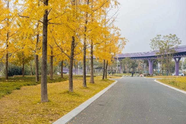 地铁直达！免费！成都20个绝美赏秋地，银杏水杉梧桐红枫限时上演！就在家门口！