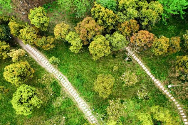 谁说重庆没有秋天?都藏在这些公园里→