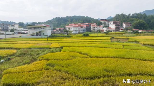 肇庆这里藏着“梯田胜境”，美得不像话！